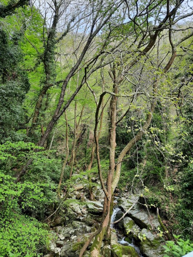 Αρχοντικό Κονάκι- Konaki Pelion Tsagkarada Buitenkant foto